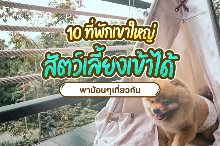 hotel dog cat khaoyai
