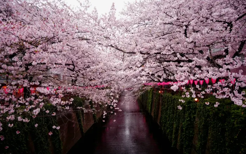 sakura 1